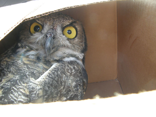 Illustration for article titled Box Owl Is Watching Your Nissan